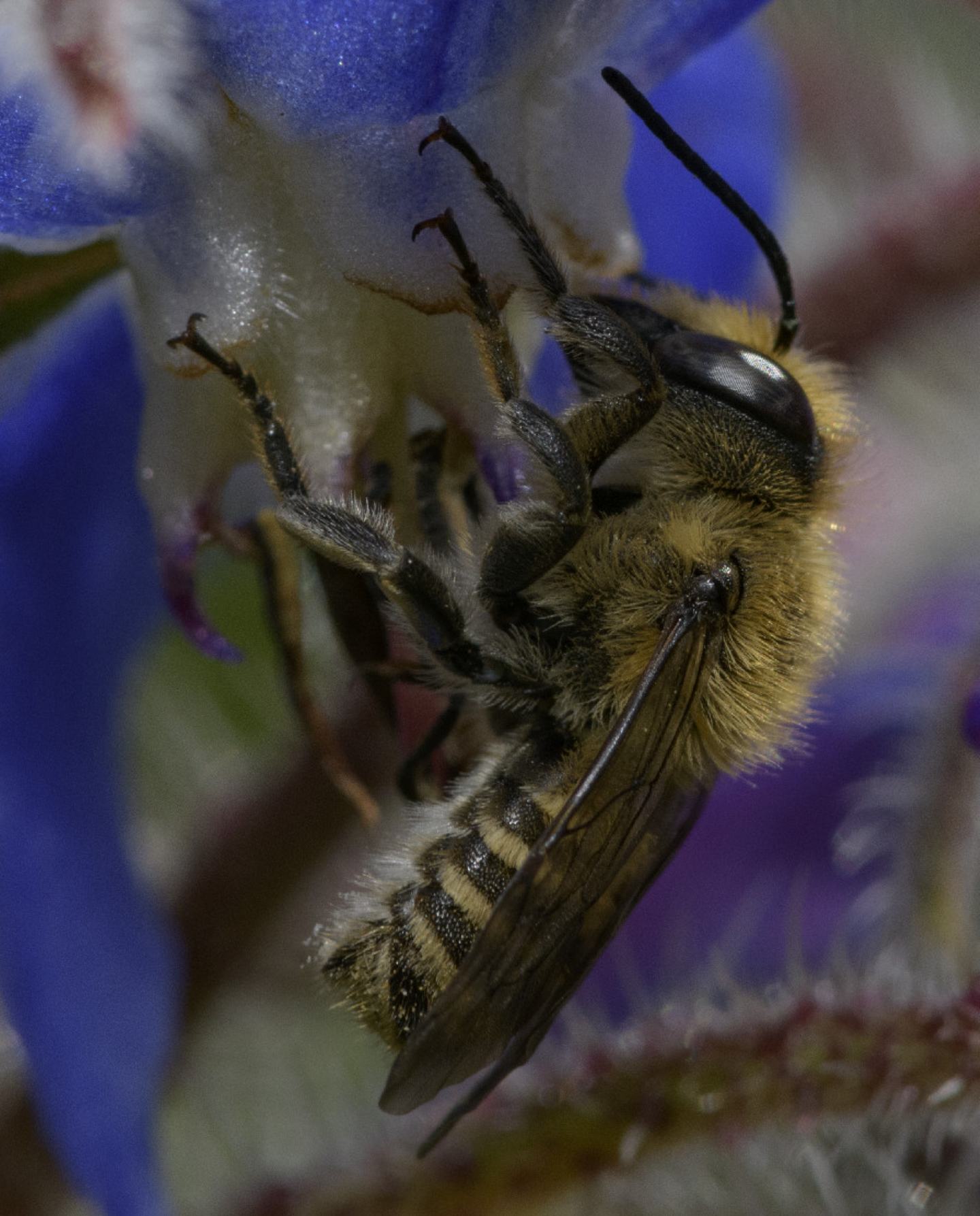 Apidae Megachilinae: Megachile sp., maschio